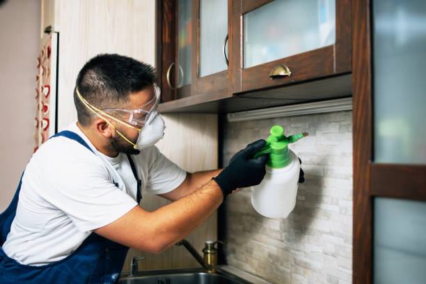 Best Local Pest Control Services  in Rock Rapids, IA