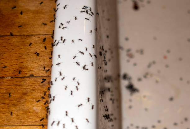 Best Pest Control for Businesses  in Rock Rapids, IA