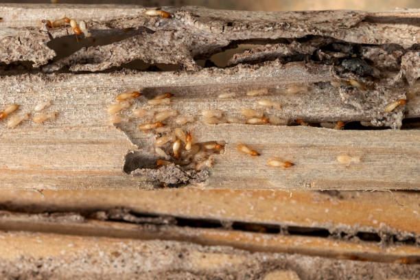 Flea Control Services in Rock Rapids, IA