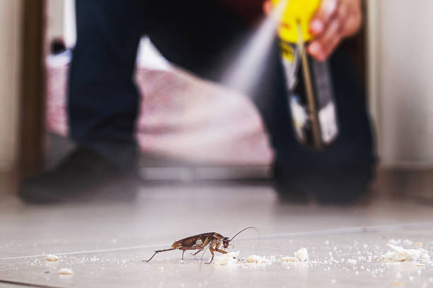 Best Affordable Pest Control Services  in Rock Rapids, IA